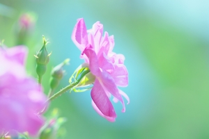 粉红色的花朵 自然 夏天 绿色背景4k壁纸