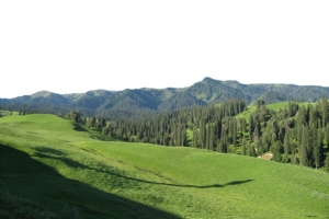 辽阔树林高清PNG透明背景摄影风景设计素材免费下载