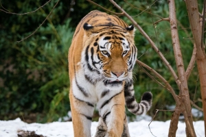 老虎 运动 捕食者 大猫 雪地 4k壁纸 3840x2160