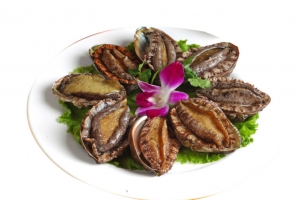 鲍鱼海鲜高清透明PNG免扣设计素材免费下载