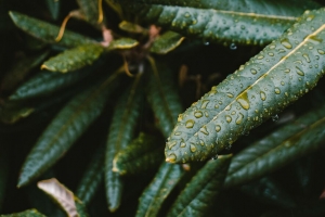 树叶 潮湿 绿色 植物 宏观 4k壁纸 3840x2160