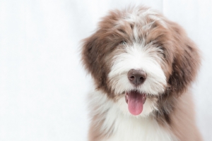 牧羊犬小狗4K壁纸