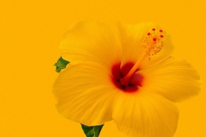 木槿 花 黄色 极简主义 4k壁纸 3840x2160