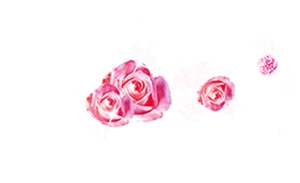 红色花朵花瓣玫瑰花