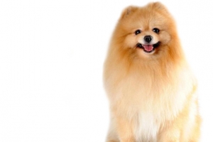 博美犬