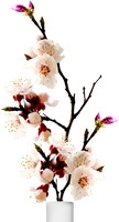 手绘粉色梅花花瓶