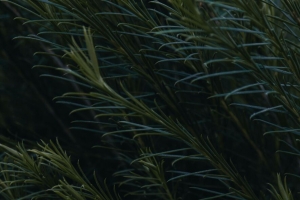 树枝 树叶 植物 绿色 4k壁纸 3840x2160