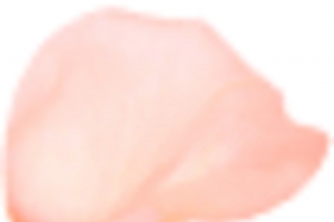 合成红色飞舞花瓣高清PNG透明漂浮元素设计素材免费下载