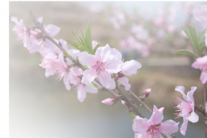 春天 草地 桃花 梨花 渐变透明元素34