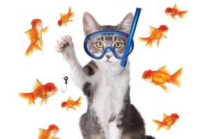 潜水猫咪