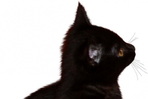 万圣节黑猫