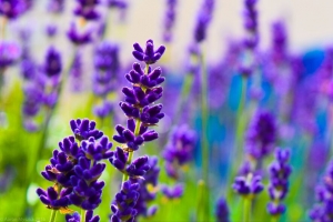 薰衣草 花 植物 紫色 宏观 4k壁纸 3840x2160