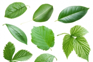 绿色植物叶子黄瓜叶