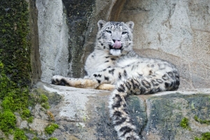 雪豹 捕食者 大猫 突出的舌头 石头 4k壁纸 3840x2160