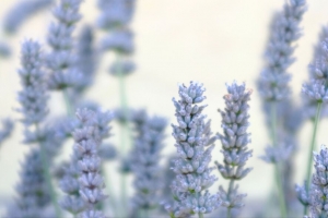 薰衣草 花 植物 微距 蓝色 白色 4k壁纸 3840x2160