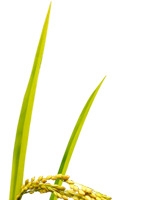 手绘水彩秋天稻谷