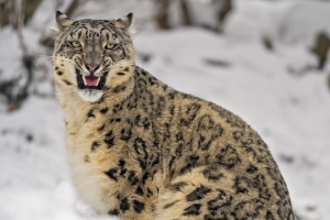  irbis 捕食者 大猫 动物 咧嘴笑 雪 4k壁纸 3840x2160