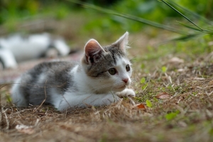 草地,小猫,狩猎的图片