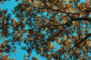 树 树叶 天空 自然 4k壁纸 3840x2160