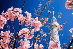 建筑 塔 樱花 绽放 东京 4k壁纸 3840x2160