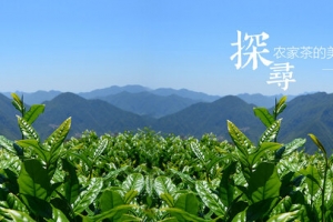 茶叶全屏促销海报背景