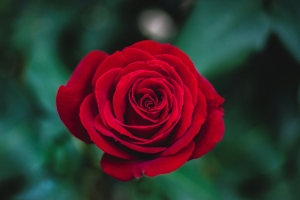 红色玫瑰花4K壁纸