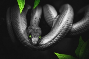 蛇 photoshop 树叶 眼睛 爬行动物 4k壁纸 3840x2160