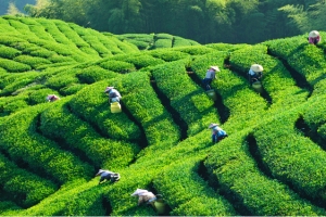 茶山背景