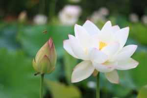 盛放的白莲花图片