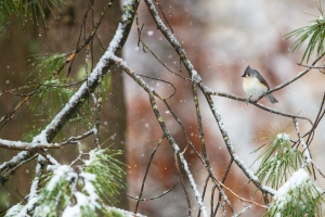 冬季雪景 松枝 簇山雀4k壁纸