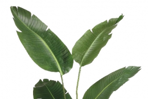 植物海报绿色树叶沙滩夏天效果