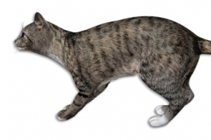 奔跑的猫咪