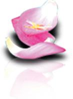 粉色卷曲花瓣艺术美景