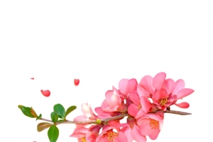 春天的鲜艳桃花