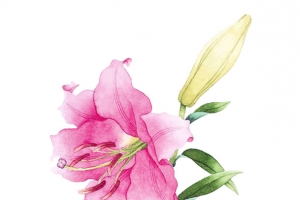 粉色百合花图片素材