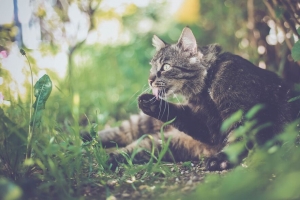 猫 爪子 突出的舌头 有趣的 4k壁纸 3840x2160