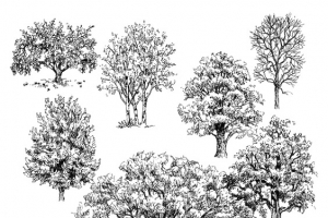 素描小树