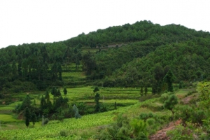 绿色的自然美景