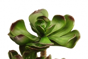 大概是多肉的绿色植物