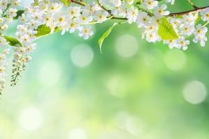 自然,花,春天,花瓣,背景图片