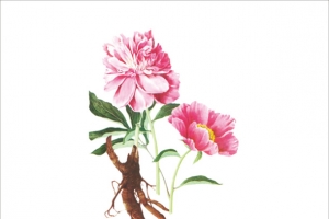芍药