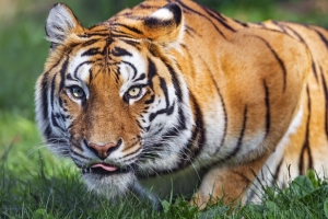 老虎 动物 条纹 捕食者 大猫 4k壁纸 3840x2160