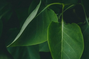 树叶 植物 灌木 深色 4k壁纸 3840x2160