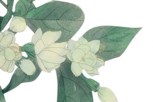 复古手绘茉莉花
