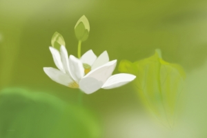 原创 莲叶何田田 护眼 小清新 荷花5k高清壁纸
