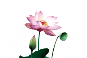 荷花素材