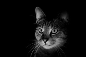猫 枪口 黑白 深色 4k壁纸 3840x2160