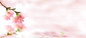 桃花唯美粉色倒影背景banner