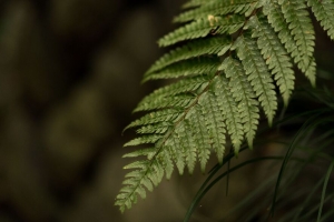 蕨类植物 叶子 微距 模糊 4k壁纸 3840x2160