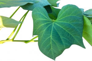 天然植物红薯叶